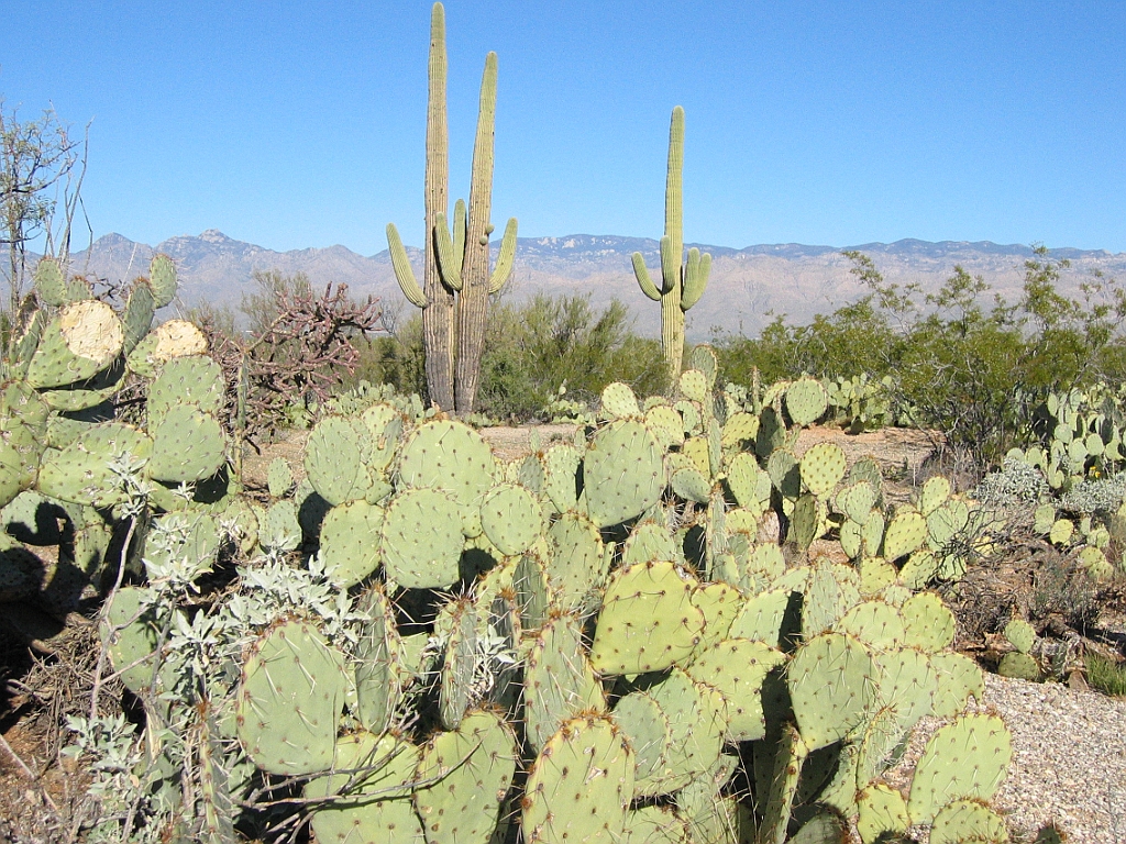 123 Saguaro National Park.jpg